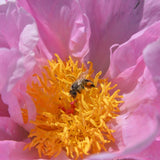 Paeonia lactiflora 'Sea Shell' Edel-Pfingstrose
