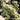 Aster ericoides var. prostratum Myrten-Aster