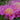 Paeonia lactiflora 'Doreen' Chinesische Edel-Pfingstrose
