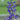 Salvia pratensis 'Twilight Serenade' Wiesen-Salbei