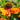 Helenium x 'Sahin's Early Flowers' -S - Sonnenbraut