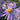 Aster herveyi 'Twilight' (=macrophyllus) Herzblatt  Aster