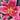 Lilium x cult. 'Star Gazer' Garten-Lilie