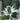 Eryngium giganteum Elfenbein-Distel