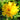 Helianthus salicif.'Table Mountain'  -S- Weidenblättrige Garten-Sonnenblume