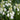 Hyacinthoides hispanica 'White' Spanisches Hasenglöckchen