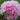 Paeonia lactiflora 'Sarah Bernhardt' Chinesische Edel-Pfingstrose
