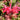 Monarda didyma 'Pink Supreme'  -R- Zwerg -Indianernessel