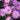 Aster x dumosus 'Rosa Zwerg' Kissen-Aster