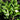 Polygonatum humile Niedriges Salomonssiegel