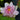Nymphaea Hybr.'Hollandia' (=Darwin) Seerose