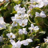 Viola odorata 'Alba' Duft-Veilchen