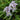 Iris barb.-nana 'Oberschwaben' Zwergschwertlilie