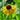 Helenium x 'El Dorado' Sonnenbraut