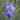 Iris barb.-elat.'Foamy Waves' Hohe Schwertiris