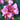 Bergenia cordifolia 'Doppelgänger' Bergenie