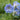 Delphinium New Millen.'Blue Lace' Garten-Rittersporn
