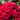 Phlox paniculata 'Starfire' Hohe Flammenblume