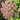 Sedum spectabile 'Lisa' Hohe Fetthenne