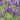 Salvia nemorosa 'Marcus'  -R- Sommer-Garten-Salbei