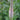 Veronicastrum virginicum 'Erica' Kandelaber-Ehrenpreis