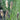 Pennisetum thunbergii 'Red Buttons' Lampenputzergras
