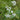 Galega x hartlandii 'Alba' Geißraute