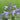 Nepeta 'Weinheim Big Blue' Katzenminze