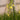 Bulbine frutescens - gelb Katzenschwanz