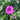 Geranium cinereum var.subc. 'Signal' Grauer Storchschnabel