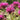 Monarda fistulosa 'Lederstrumpf' Garten-Indianernessel