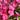 Phlox paniculata 'Barnwell' Hohe Flammenblume