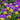Viola tricolor Acker-Veilchen