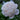Paeonia lactiflora 'Mother 's Choice' Chinesische Edel-Pfingstrose