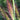 Pennisetum alopecuroides 'Red Head' -R- Hohes Lampenputzergras