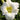 Hemerocallis Hybr.'Moon Snow' Garten-Taglilie