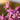 Tulbaghia violacea Kapknoblauch - Zimmerknoblauch