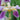 Iris barb.-elat.'Folkwang' Hohe Bartschwertlilie