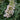 Buddleja 'Ivory' Sommerflieder