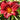 Hemerocallis Hybr.'Berlin Red Velvet' Garten-Taglilie