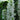 Veronica longifolia 'Charlotte' Garten-Ehrenpreis