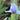 Iris barb.-nana 'Blue Denim' Zwergschwertlilie
