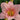 Hemerocallis x hybr.'Strawberry Swirl' Garten-Taglilie