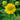 Helenium x 'Tijuana Brass' -S- Sonnenbraut