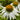Echinacea purpurea 'Baby Swan White Sonnenhut