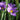 Sisyrinchium angustifolium 'Lucerne' Weißblühende Binsenlilie