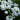 Phlox amplifolia 'Weiße Wolke' Großblatt Phlox