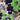 Viola cornuta 'Bowles Black' Gehörntes Garten-Stiefmütterchen