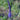 Veronica longifolia 'Dark Matje' Garten-Ehrenpreis