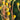 Helianthus occidentalis Wenigblättrige Sonnenblume